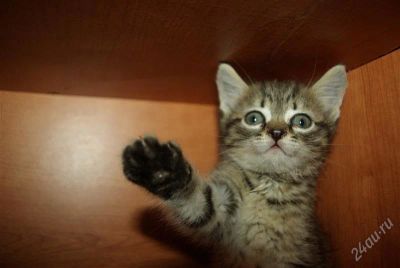 Лот: 999822. Фото: 1. Красивые котята!. Остальные животные