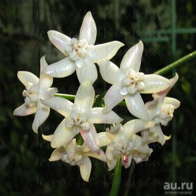 Лот: 13627802. Фото: 1. Hoya Hoya griffithii. Горшечные растения и комнатные цветы