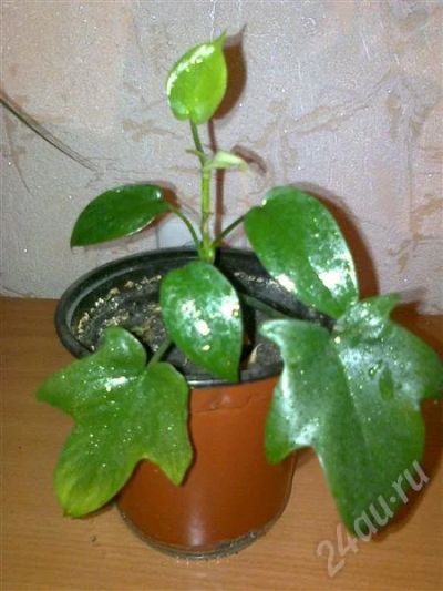 Лот: 76484. Фото: 1. Филодендрон дольчатый (Philodendron... Горшечные растения и комнатные цветы