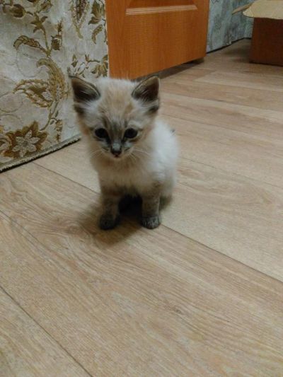 Лот: 8278708. Фото: 1. Пушистенький котик для хороших... Кошки, котята