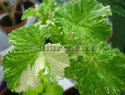 Лот: 8241213. Фото: 1. Пеларгония душистая "Charmay Snowflurry... Горшечные растения и комнатные цветы