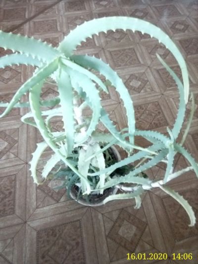 Лот: 15326708. Фото: 1. Алоэ. Горшечные растения и комнатные цветы