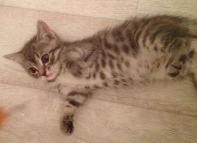 Лот: 5153114. Фото: 1. Отдам полосатого котенка от породистой... Кошки, котята
