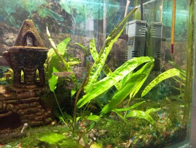 Лот: 25059765. Фото: 1. Криптокорина (Апоногетонолистная... Водные растения