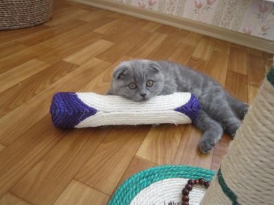 Лот: 2995015. Фото: 1. Вислоухий шотланднец с по летней... Кошки, котята