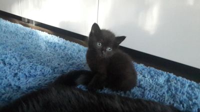 Лот: 6046756. Фото: 1. шотландская прямоухая. Кошки, котята