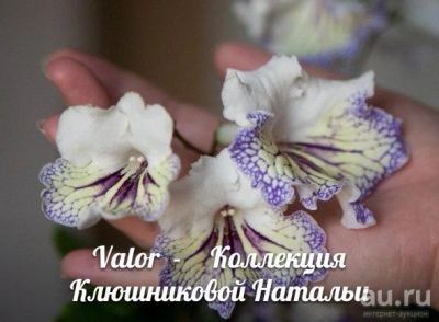 Лот: 8848811. Фото: 1. Стрептокарпус Valor. Горшечные растения и комнатные цветы