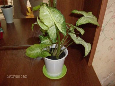 Лот: 890505. Фото: 1. Сингониум. Горшечные растения и комнатные цветы
