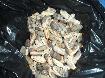 Лот: 10597103. Фото: 1. Ракушки. Грунты, украшения, наполнения