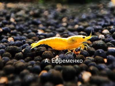 Лот: 19603787. Фото: 1. Креветки Желтый неон. Моллюски, ракообразные, кораллы