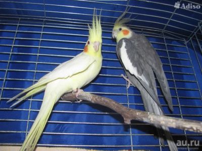 Лот: 13338549. Фото: 1. Куплю пару корелл. Птицы