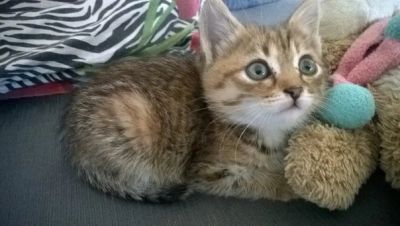 Лот: 6364957. Фото: 1. котенок в полоску. Кошки, котята