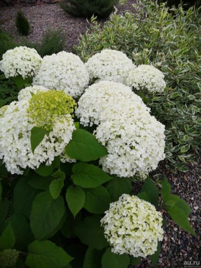 Лот: 16293725. Фото: 1. Гортензия анабель. Декоративные кустарники и деревья