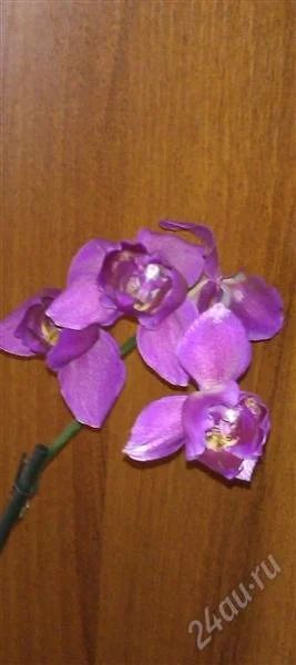 Лот: 2933902. Фото: 1. Орхидея фаленопсис 2- цветет. Горшечные растения и комнатные цветы