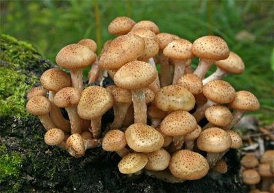 Лот: 8145670. Фото: 1. Опята свежие(доставка по Октяб... Грибы