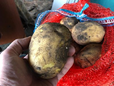 Лот: 14621950. Фото: 1. Картошка картофель Гала (Улучшенная... Картофель