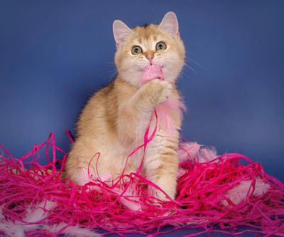 Лот: 5452832. Фото: 1. Британские золотые котята с зелеными... Кошки, котята