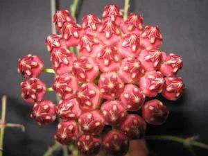 Лот: 5314714. Фото: 1. Хойя wayetii leaf. Горшечные растения и комнатные цветы
