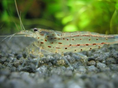 Лот: 5137758. Фото: 1. Креветки Амано (Caridina japonica... Моллюски, ракообразные, кораллы