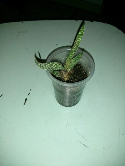 Лот: 6737693. Фото: 1. Гастерия. Горшечные растения и комнатные цветы