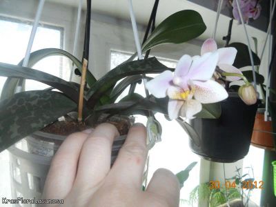 Лот: 3214587. Фото: 1. Орхидея Фаленопсис Филадельфия. Горшечные растения и комнатные цветы