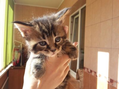Лот: 5886638. Фото: 1. Котенок Мейн-Кун кошка еще черные... Кошки, котята