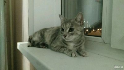 Лот: 10588433. Фото: 1. Кошка, котёнок. Кошки, котята