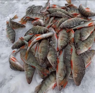 Лот: 21544811. Фото: 1. Окунь свежемороженый 5кг. Икра, рыба, морепродукты