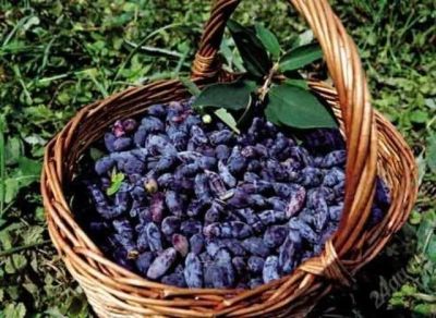 Лот: 5815443. Фото: 1. ягода жимолость. Ягоды, орехи