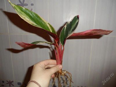 Лот: 2877356. Фото: 1. строманта multicolor. Горшечные растения и комнатные цветы
