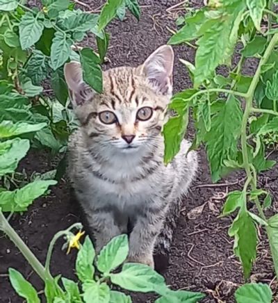 Лот: 25639140. Фото: 1. отдам котят. Кошки, котята