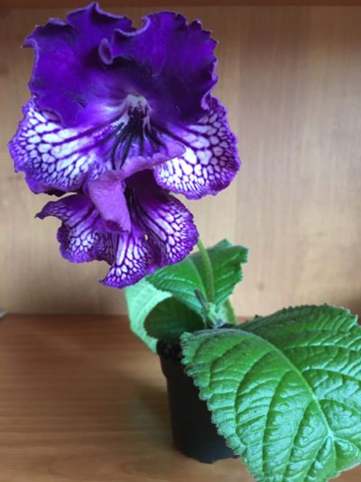 Лот: 12575466. Фото: 1. Стрептокарпус DS-Midnight Poison... Горшечные растения и комнатные цветы