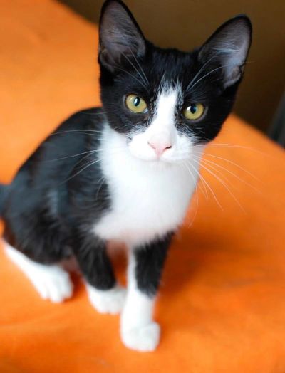 Лот: 7565283. Фото: 1. Веселый котенок Феликс. Кошки, котята