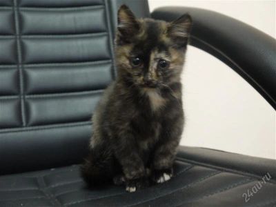 Лот: 2160967. Фото: 1. отдам котенка (девочка) в хорошие... Кошки, котята
