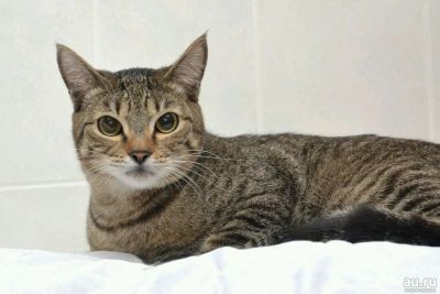 Лот: 12834653. Фото: 1. Кот Маркиз ищет ДОМ. Кошки, котята
