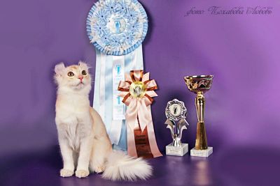 Лот: 5193225. Фото: 1. Продается игривый ушастый ласковый... Кошки, котята