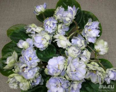 Лот: 12984285. Фото: 1. Фиалка Reflections of Spring. Горшечные растения и комнатные цветы