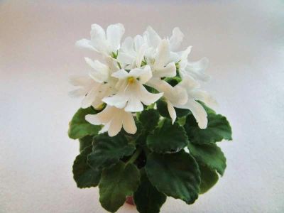 Лот: 10485899. Фото: 1. Lunar Lily. Горшечные растения и комнатные цветы