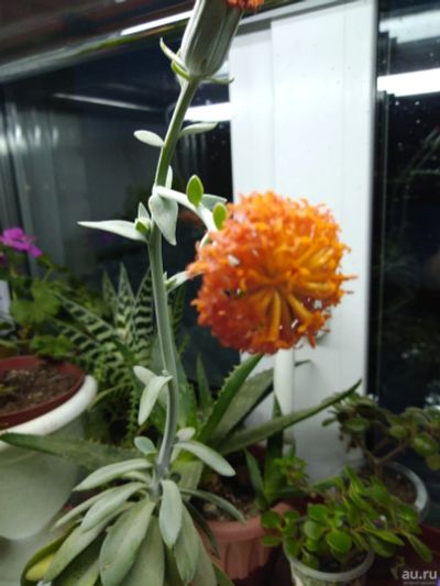 Лот: 15886810. Фото: 1. Крестовник цефалофорус Senecio... Горшечные растения и комнатные цветы