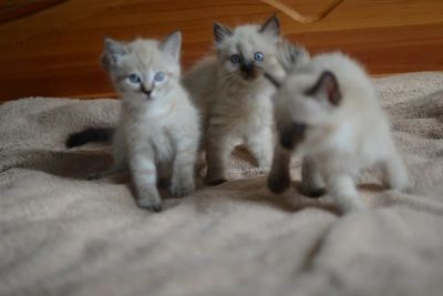 Лот: 4143992. Фото: 1. Маленькие коты. Кошки, котята