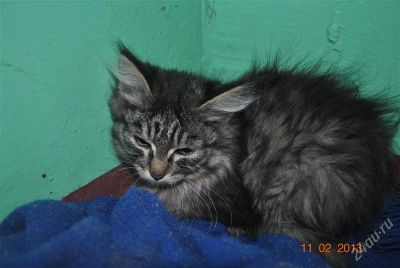 Лот: 2501180. Фото: 1. пушистый котик. Кошки, котята