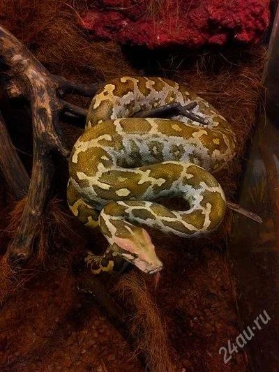Лот: 1691205. Фото: 1. Цейлонский тигровый питон (Python... Остальные животные