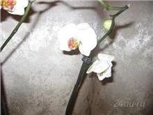 Лот: 921861. Фото: 1. Орхидея фаленопсис белая с малиновой... Горшечные растения и комнатные цветы
