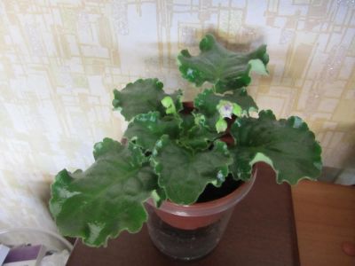 Лот: 1685656. Фото: 1. Фиалка - Favorite Child. Горшечные растения и комнатные цветы