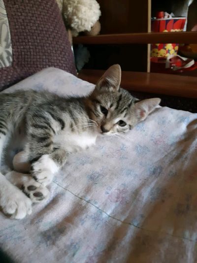 Лот: 12150474. Фото: 1. Котики. Кошки, котята