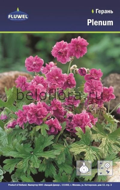 Лот: 15771235. Фото: 1. Герань садовая Birch Double Plenum... Садовые цветы