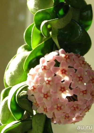 Лот: 18267400. Фото: 1. Хойя-Hoya compacta. Горшечные растения и комнатные цветы