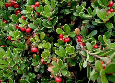 Лот: 5258834. Фото: 1. Толокнянка (Медвежье ушко)(Arctostaphylos... Другое (красота и здоровье)