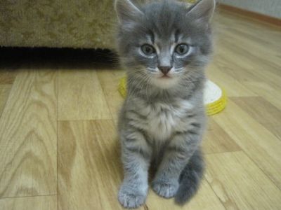 Лот: 3042961. Фото: 1. Два умилительных котенка. Кошки, котята