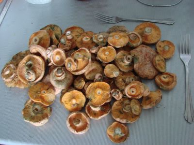 Лот: 16503152. Фото: 1. Грибы рыжики+маслята. Сегодня... Грибы